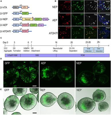 Single Cell Transcriptomic Analyses Reveal the Impact of bHLH Factors on Human Retinal Organoid Development